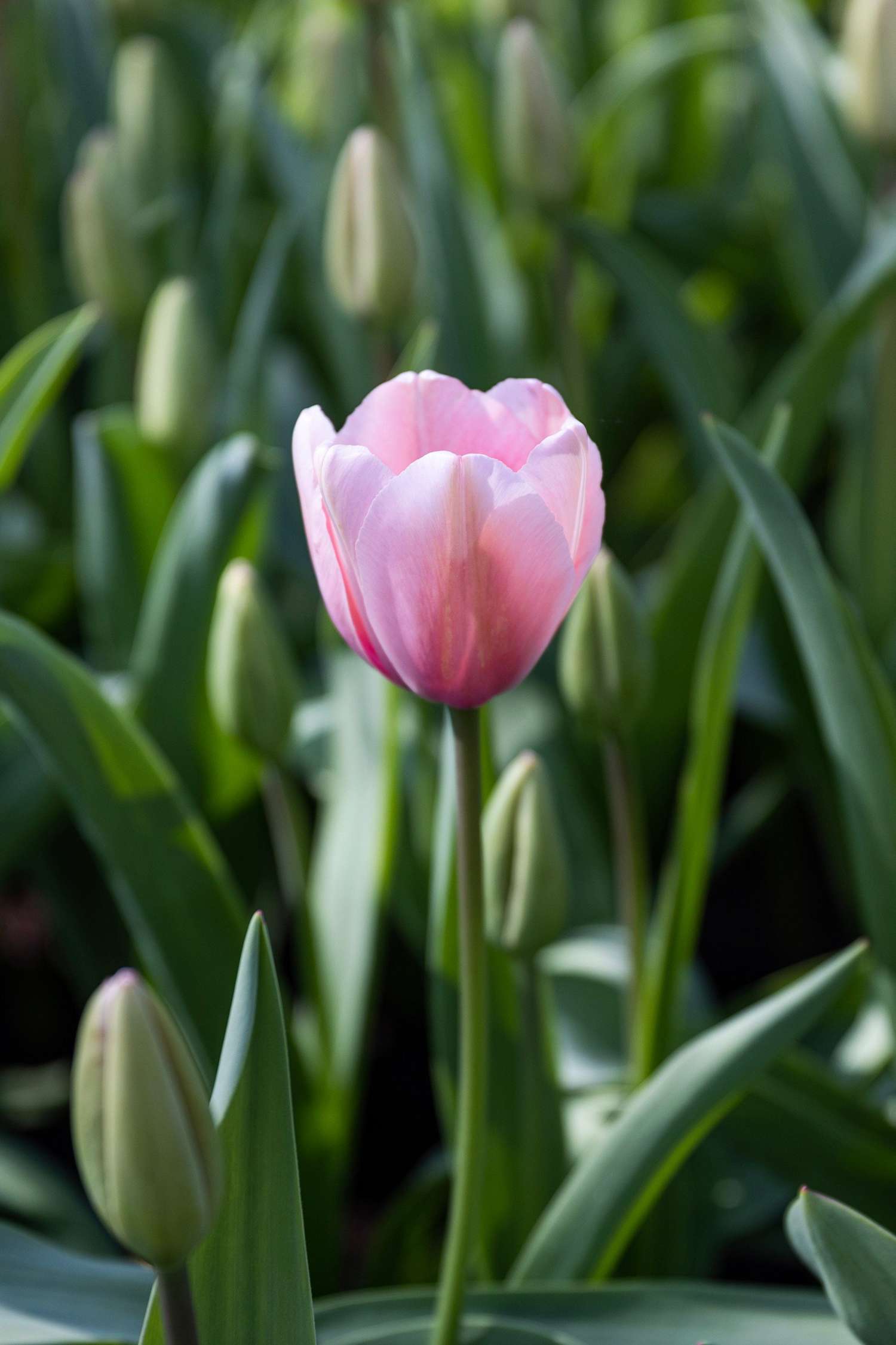 Tulipe 'Salmon Impression'